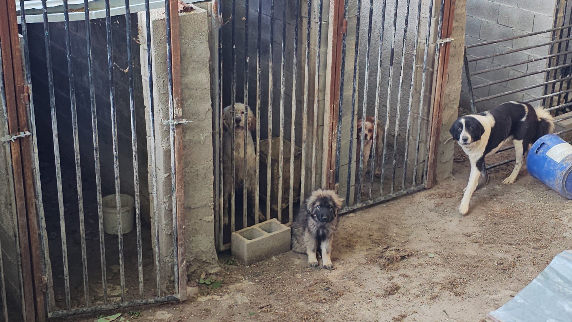 Report to the police about dogs being hoarded in horrible conditions 