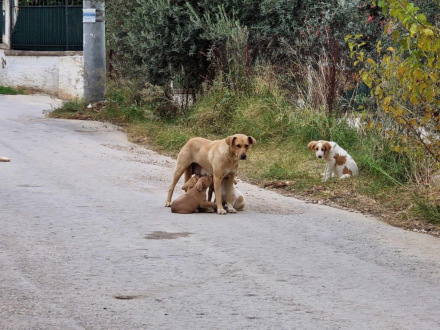 Recording, microchipping and spaying neutering campaign of all stray dogs in our Municipality