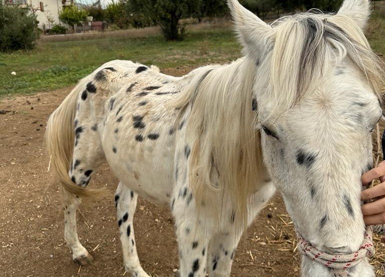 Κατάσχεση και διάσωση 6 κακοποιημένων αλόγων μετά από καταγγελία