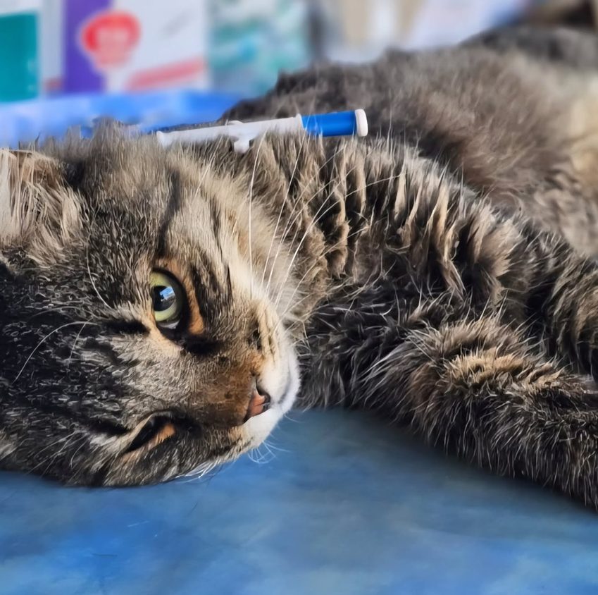 Spay and Neuter Campaign in Oropos