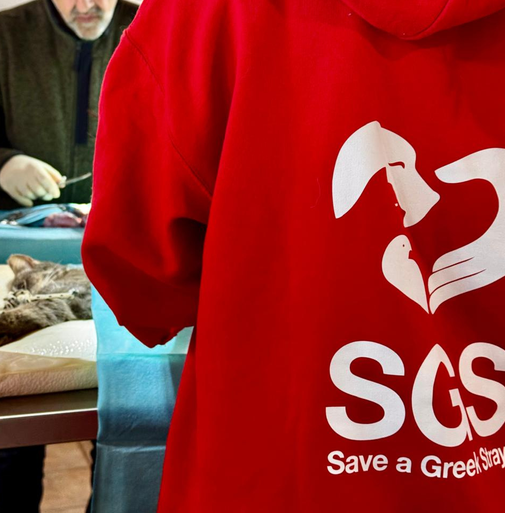 Spay and Neuter Initiative on Sifnos | First Visit