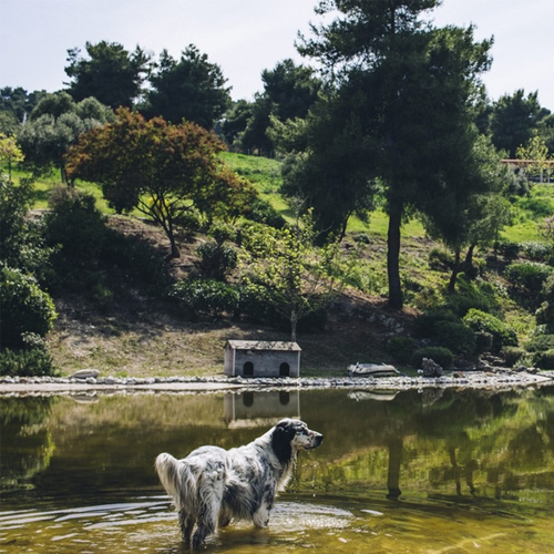 The Shelter