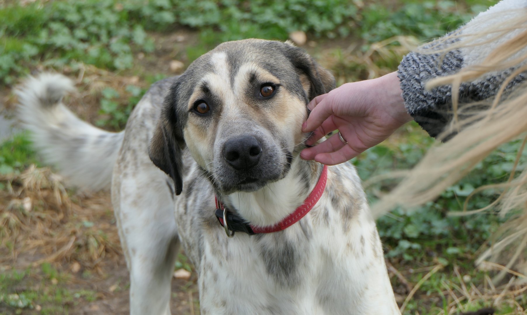 Lucas (reserved)