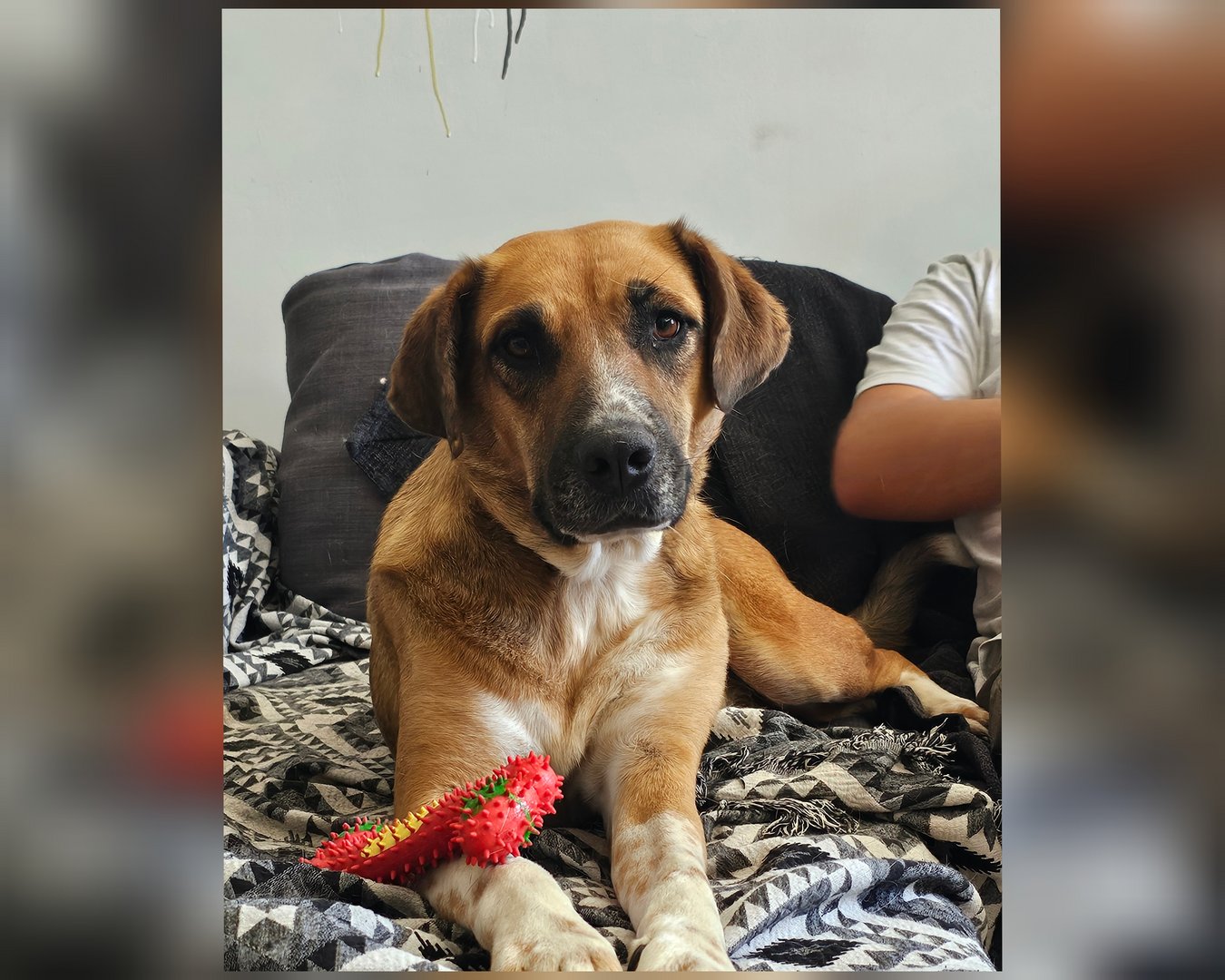 Simba (reserved)