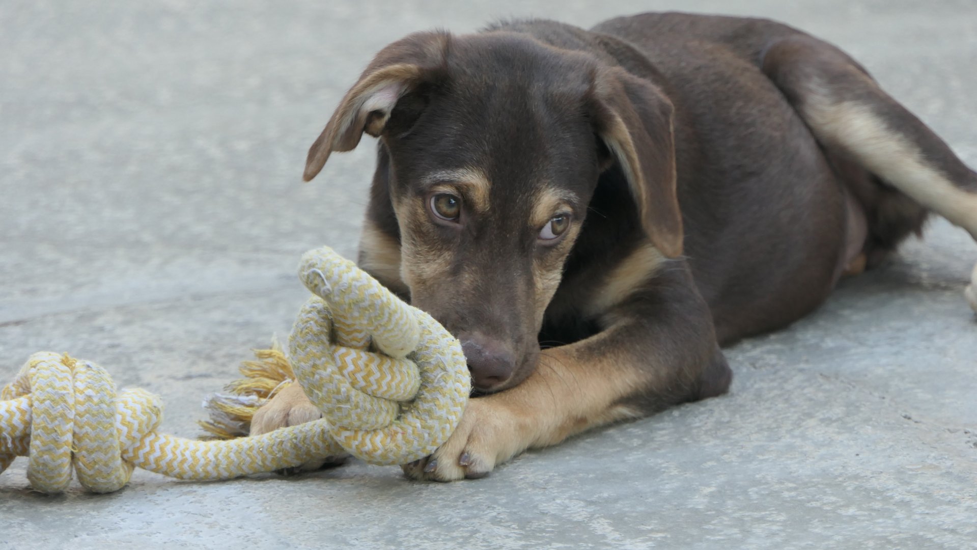 Kahlua