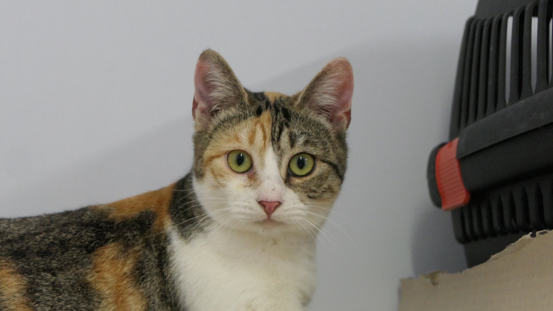 Μελισσάνθη