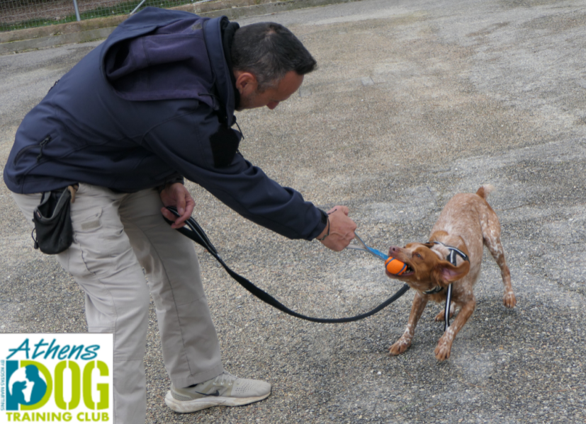 Athens Dog Training Club by Kostas Martinis - Trainers